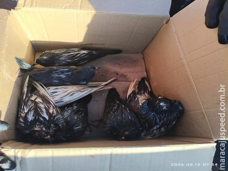 PM investiga caso chocante de maus-tratos a 60 pombos descartados em sacos de lixo no centro de Maracaju