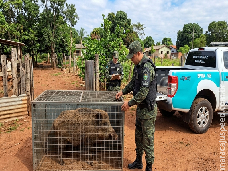 PMA apreende javaporco mantido ilegalmente em chácara no Centro de Maracaju
