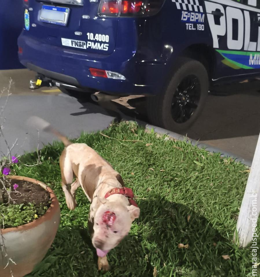 Polícia Militar atende ocorrência envolvendo cão solto e reforça importância da guarda responsável em Maracaju