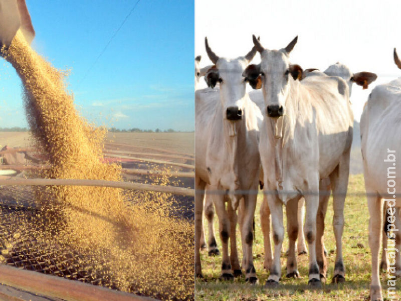Produção do agro de MS cresce e é avaliada em R$ 83,4 bilhões