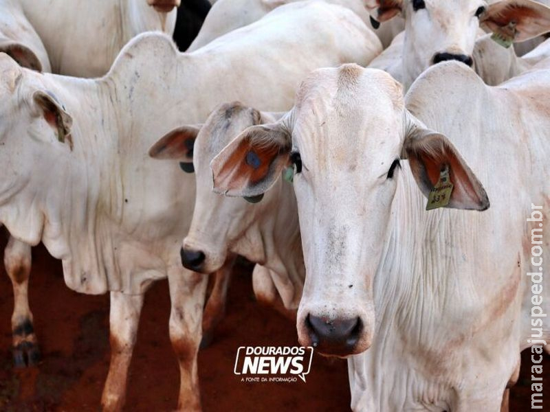 Valor Bruto da Produção Agropecuária é estimado em R$ 1,39 trilhão em julho