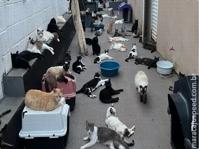 Amicats realiza feira com 14 gatos para adoção e pede ajuda para manter mais de 300 animais