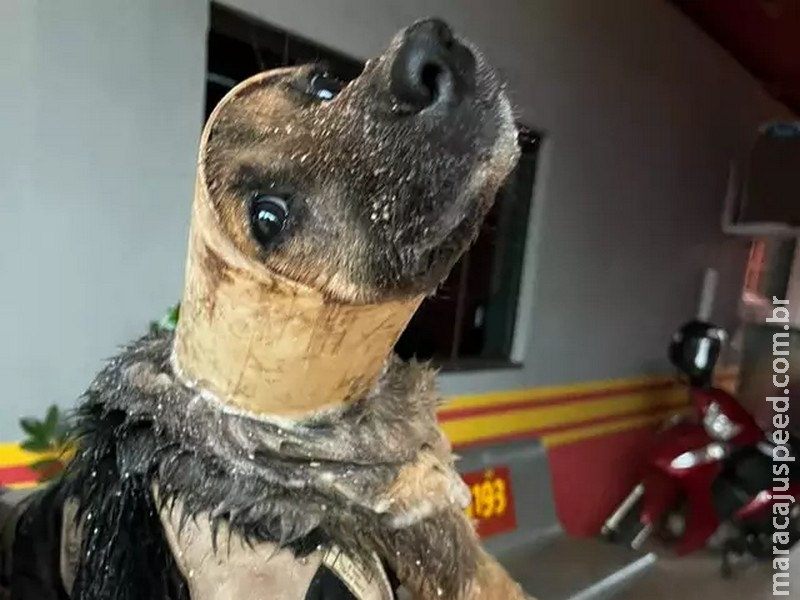 Com cano no pescoço, cachorro é resgatado após ficar entalado em tubulação