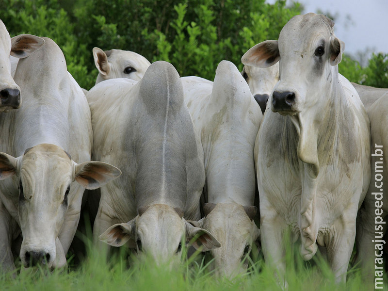 Comportamento da raça bovina influencia planejamento da fazenda