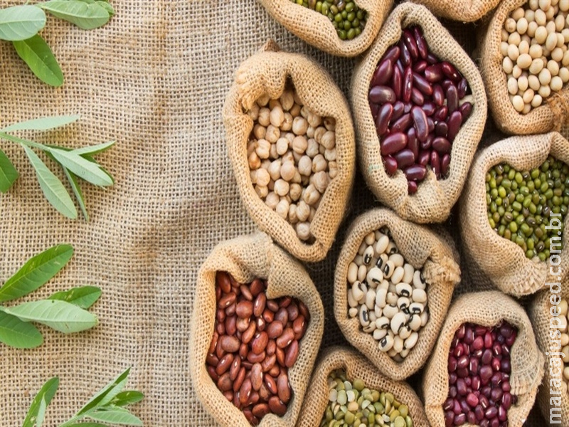 Feijão: folhas revelam problemas nutricionais 