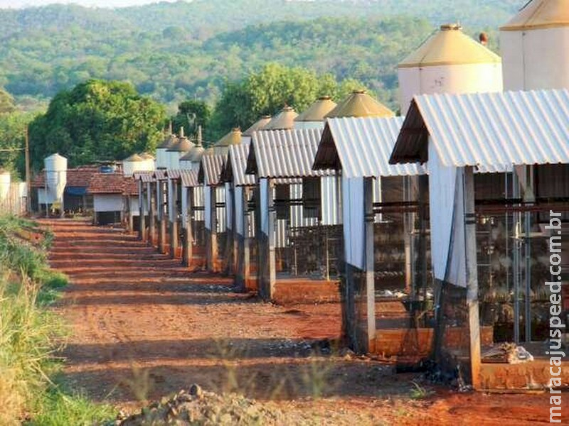  Iagro investiga morte de aves depois de calor extremo no fim de semana