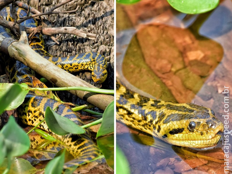 Incrível flagra: Sucuri-amarela é vista devorando peixe em Corumbá