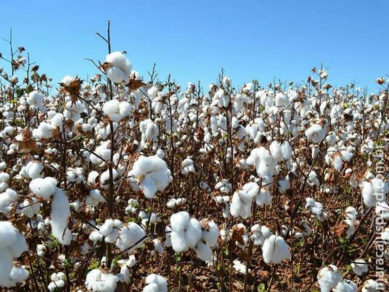  Novas cultivares elevam produtividade do algodão e reforçam proteção da lavoura