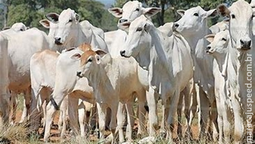  Nutrição animal influencia qualidade dos alimentos