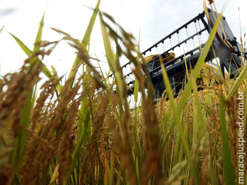 Onda de recuperação judicial leva fazenda de R$ 161 milhões a leilão