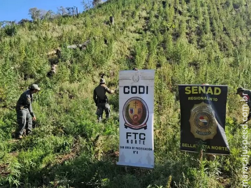 Operação destrói cultivo de maconha com produção estimada em 48 toneladas na região de fronteira