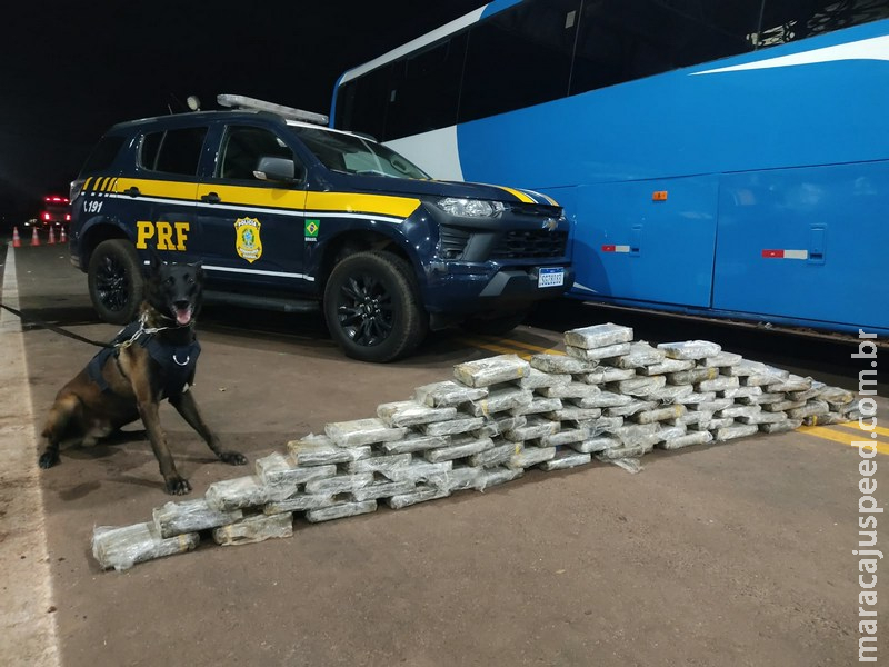 Operação Vastum: PRF apreende mais de 300 kg de drogas e prende 37 pessoas no trecho da BR-262 em MS