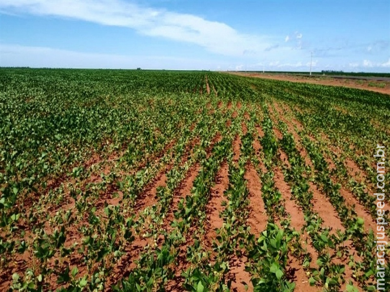 Plantio antecipado de soja já está liberado no RS