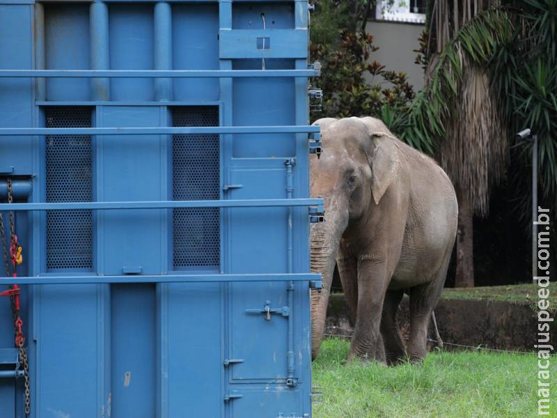 PRF faz escolta do elefante Sandro em viagem ao Santuário de Elefantes; comitiva já está no Posto Platinão
