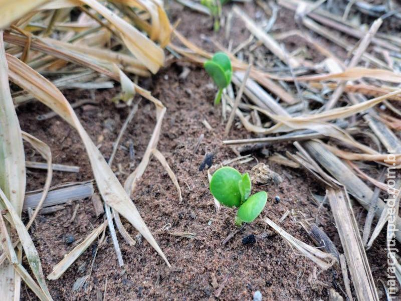 Quanto custa produzir soja? Calculadora ajuda produtor a estimar custos antes do plantio