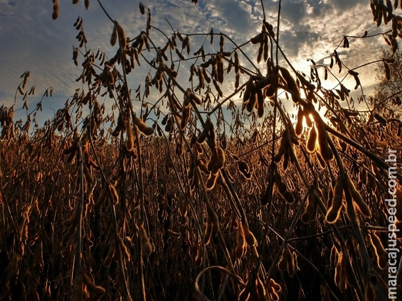 Mercado Agrícola: Recuperação em Chicago, Avanço da Colheita nos EUA e Olhos no Clima Sul-Americano