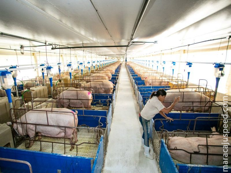 Suinocultura cresce e setor busca caminhos para atrair e reter profissionais