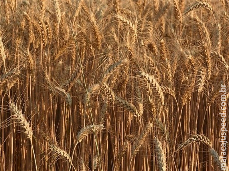  Trigo velho fica escasso e preços ganham força