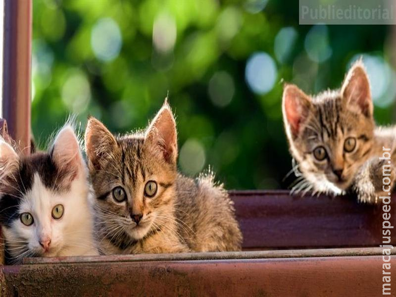 Brasil já tem 33,3 milhões de gatos e amplia demanda por cuidados especializados