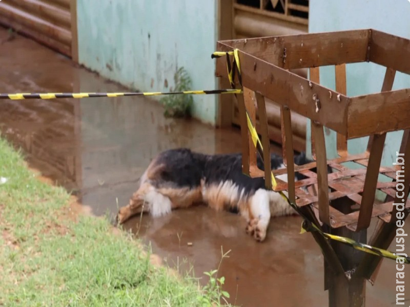 Cachorro é morto a tiros por policial militar após avançar contra moradores em Campo Grande