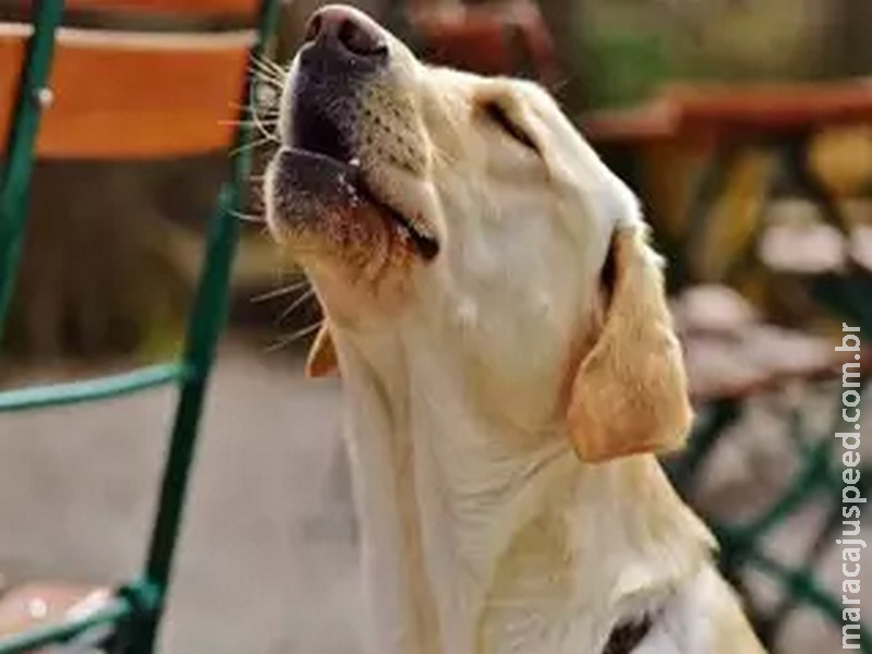 Cachorro que late por tudo pode estar vivendo uma rotina de estresse