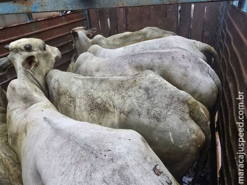 Caminhão boiadeiro e "batedor" são apreendidos e quatro são presos após furto de 20 bois