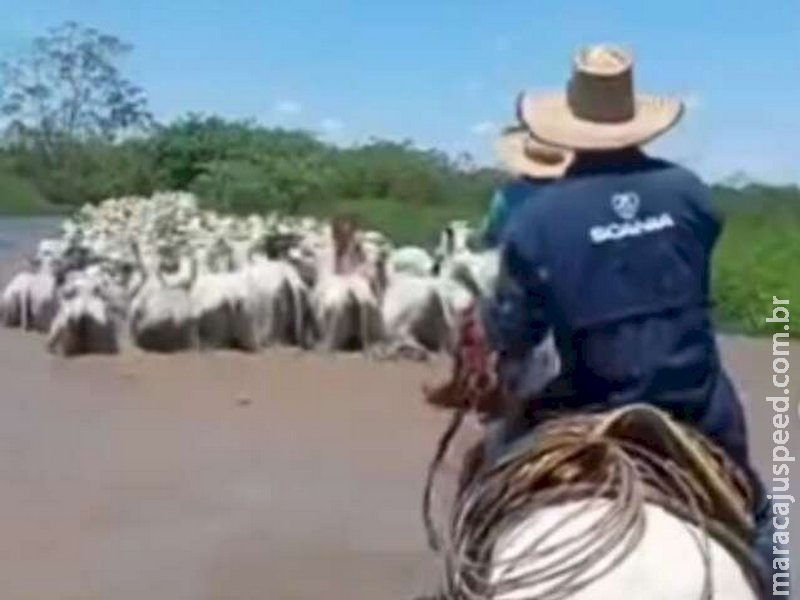  Cheia do Rio Paraná faz produtores retirarem gado de fazendas em Batayporã