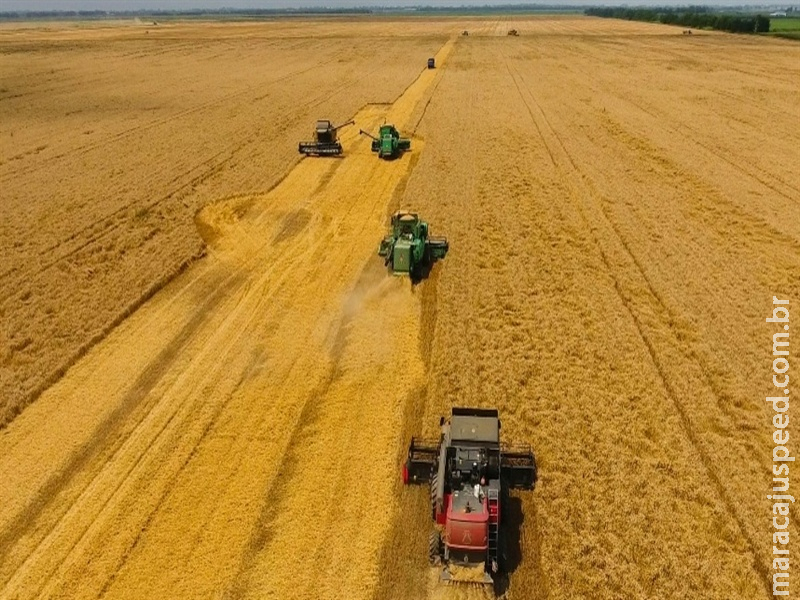Colheita avança, mas qualidade do trigo preocupa mercado