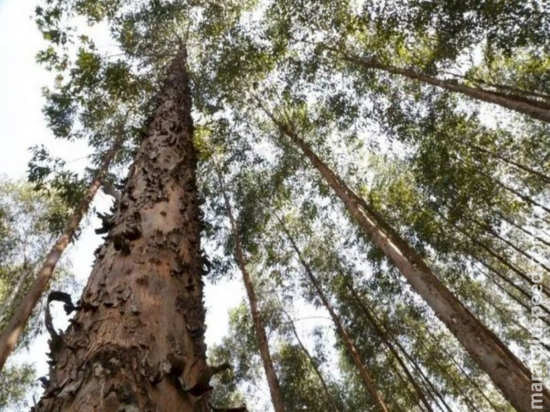  Expansão do eucalipto coloca MS atrás apenas de MG em florestas plantadas
