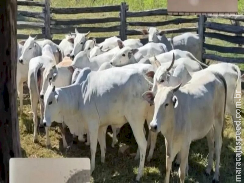  Mais de 50 cabeças de gado desaparecem de fazenda em São Gabriel do Oeste