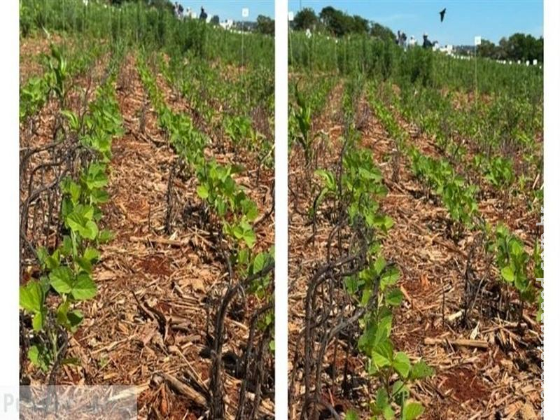 Manejo antecipado de plantas daninhas é decisivo para proteger o potencial produtivo da soja