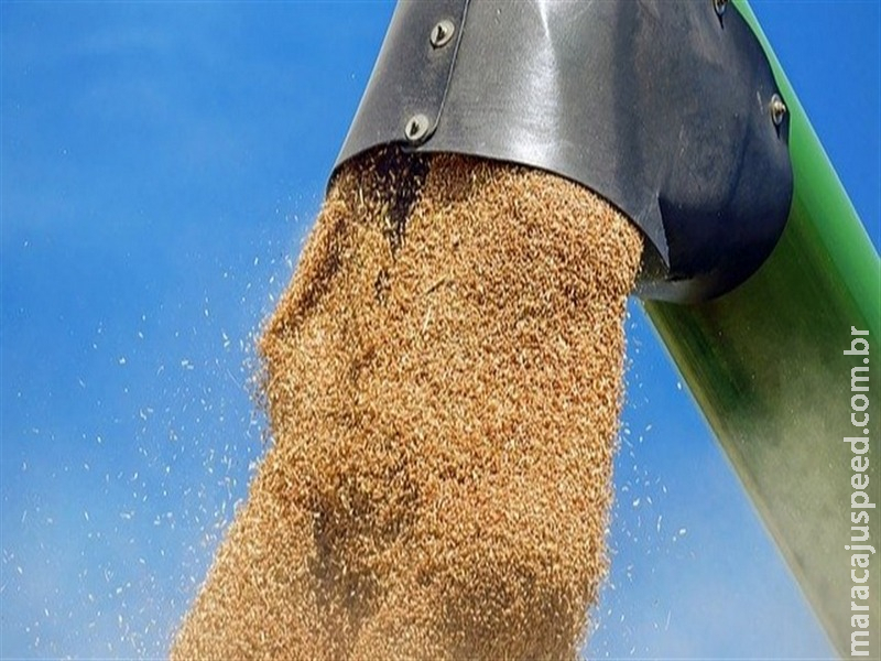  Mercado de trigo enfrenta pressão sobre a qualidade