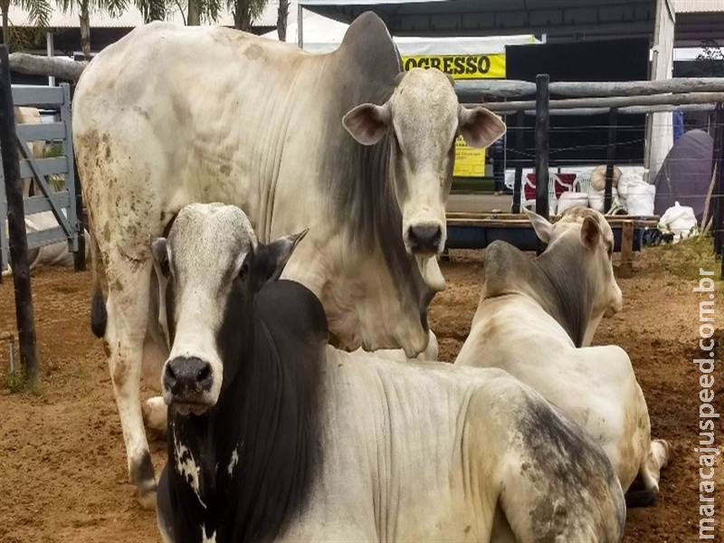  Mercado do boi gordo fica estável em São Paulo  
