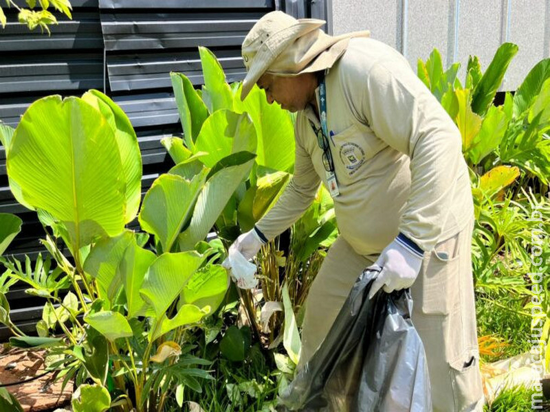 MS registra 10,6 mil casos confirmados de chikungunya neste ano
