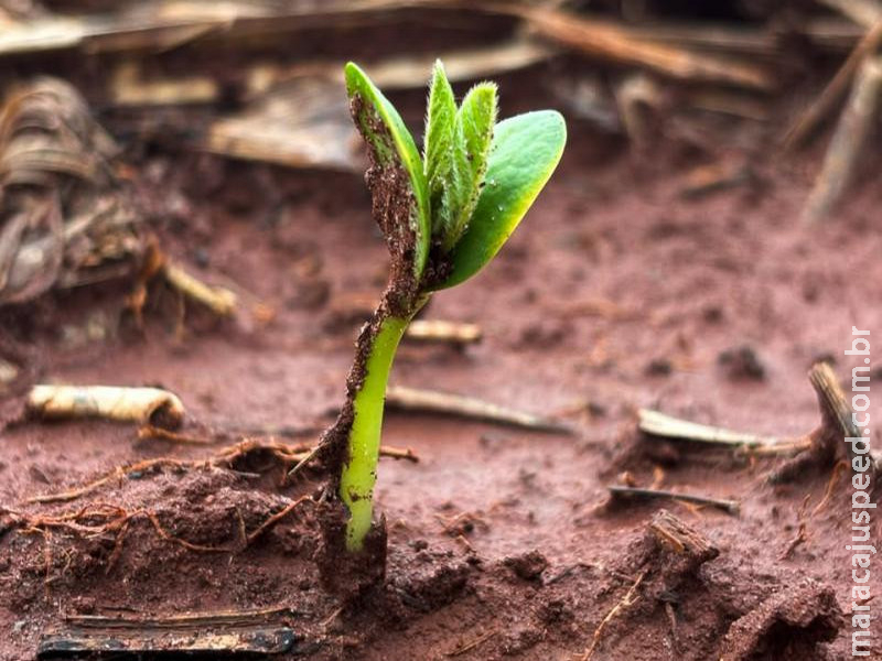 Plantio da soja avança em MS com atenção às condições climáticas