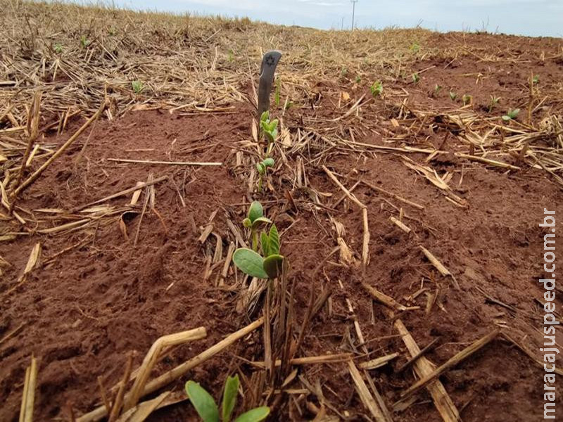 Plantio da soja avança nas regiões Centro e Sul, mas segue lento na região Norte de MS