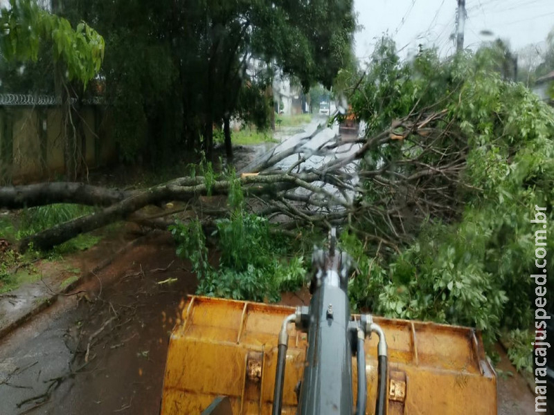 Prefeitura remove 15 árvores após chuva superar metade da média mensal em Dourados