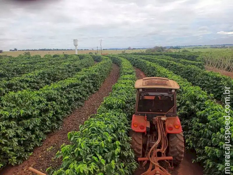 Produção de café mais que dobra em MS, mesmo com menos área cultivada
