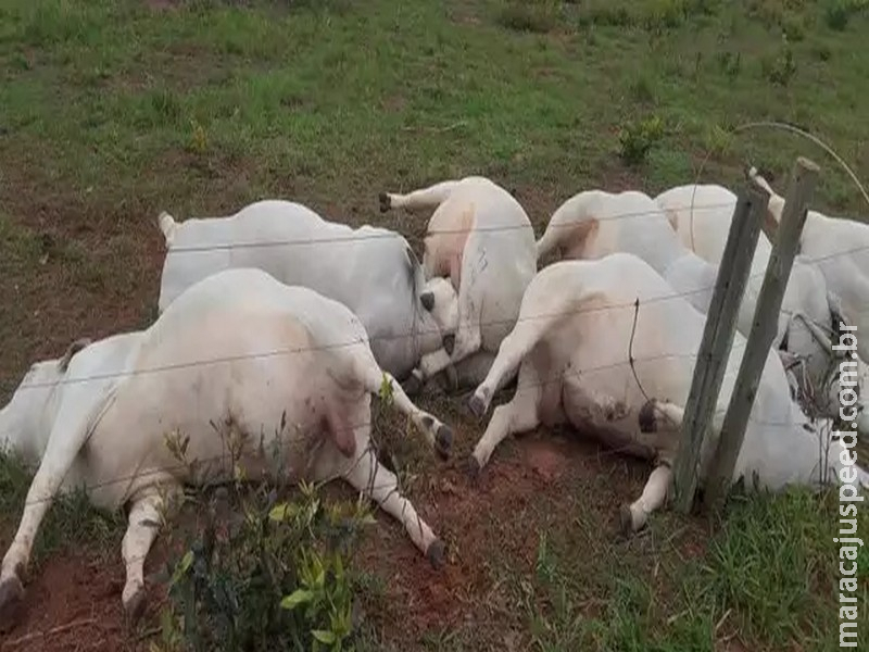 Sete touros morrem eletrocutados e prejuízo chega a R$ 160 mil